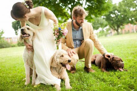 Zwierzęta na weselu?